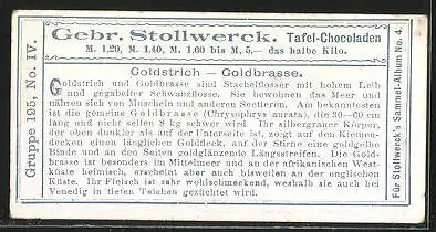 Sammelbild Stollwerck`sche Chocolade, Goldstrich und Goldbrasse