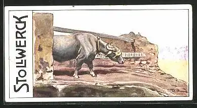 Sammelbild Stollwerck, Der ägyptische Büffel
