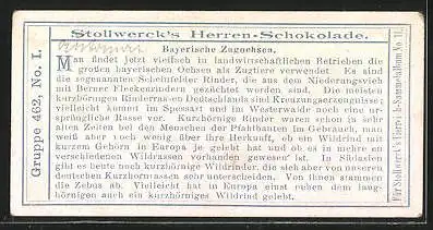 Sammelbild Stollwerck`s Herren-Schokolade, Bayerische Zugochsen