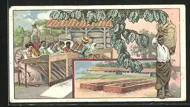 Sammelbild Wittenberg, Kant-Cacao- & Chocoladenfabrik, Kolonialprodukte, Kaffe, Sortieren und Trocknen des Kaffees