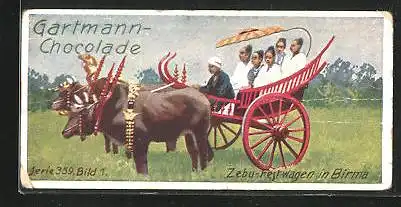 Sammelbild Gartmann-Schokolade, Zugtiere, Zebu-Festwagen in Birma, Asien, Serie 359, Bild 1