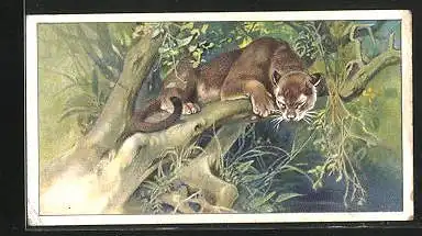 Sammelbild Kant Cacao, Puma, Kugar, Katze auf einem Baum