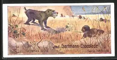Sammelbild Gartmann-Chocolade, Gebräuche der Neger, Jagd aud den Mandrill in Afrika
