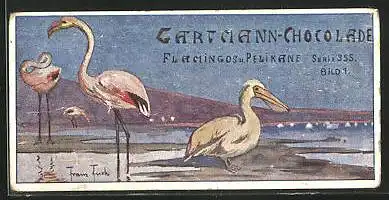 Sammelbild Gartmann-Chocolade, Tierleben am Strande, Serie 355, Bild 1, Flamingos und Pelikane