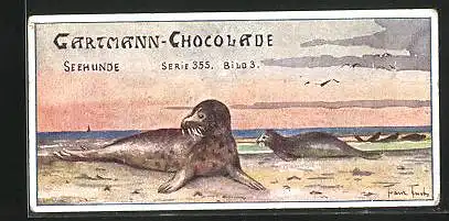 Sammelbild Gartmann-Chocolade, Tierleben am Strande, Serie 355, Bild 3, Seehunde am Ufer