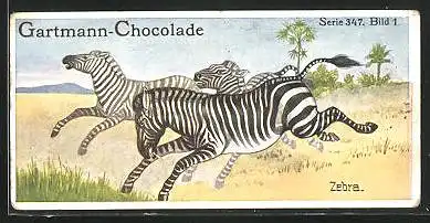 Sammelbild Gartmann Chocolade, Wilde Pferde, Serie 347, Bild 1, Zebras in der Wüste