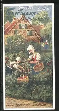 Sammelbild Gartmann-Chocolade, Johannesbeerernte in Holland, Tracht