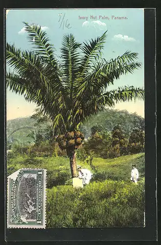 AK Panama, Ivory Nut Palm