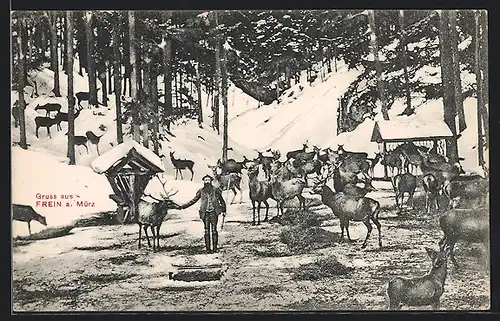 AK Frein a. Mürz, Wildfütterung im Wald