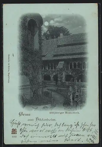 Mondschein-AK Hildesheim, 1000jähriger Rosenstock