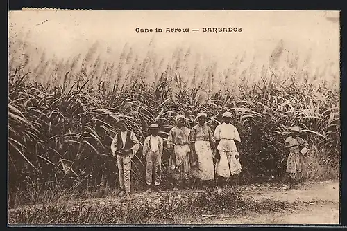 AK Barbados, Cane in Arrow, Citizens