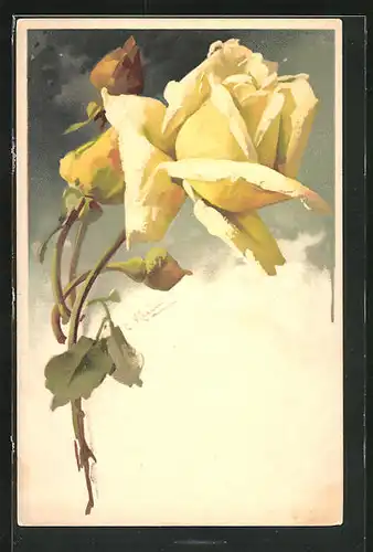Künstler-Lithographie Catharina Klein: Rosenpracht, Gelbe Blüte