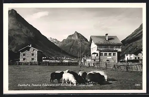 AK Galtür /Tirol, Gasthof und Pension Edelweiss mit Ballunspitze und Schafen