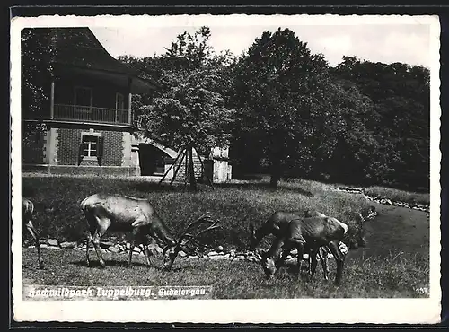 AK Tuppelburg /Sudetengau, Hochwildpark mit Hirschen