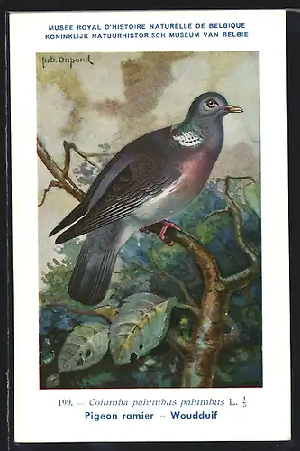 Künstler-AK Hubert Dupond: Pigeon ramier, Woudduif, Vogel