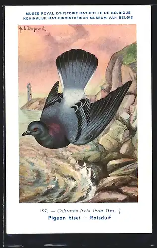 Künstler-AK Hubert Dupond: Musée Royal d'Histoire Naturelle de Belgique, Vogel-Serie: Rotsduif