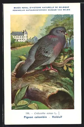 Künstler-AK Hubert Dupond: Musée Royal d'Histoire Naturelle de Belgique, Vogel-Serie: Holduif