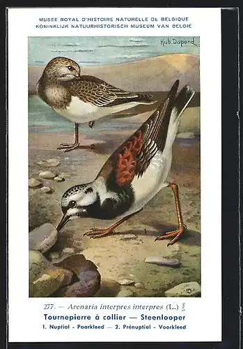 Künstler-AK Hubert Dupond: Musée Royal d'Histoire Naturelle de Belgique, Vogel-Serie: Steenlooper