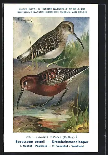 Künstler-AK Hubert Dupond: Vogel der Art Calidris testacea, Männchen und Weibchen