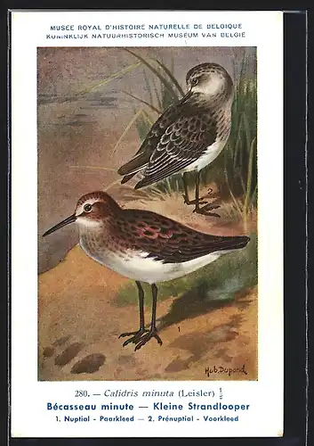 Künstler-AK Hubert Dupond: Musée Royal d'Histoire Naturelle de Belgique, Vogel-Serie: Kleine Strandlooper