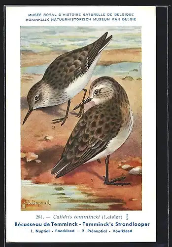 Künstler-AK Hubert Dupond: Bécasseau de Temminck, Temminck`s Strandlooper, Vogel