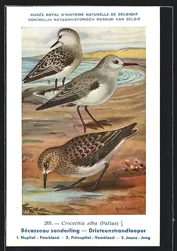 Künstler-AK Hubert Dupond: Bécasseau sanderling, Drieteenstrandlooper, Vogel