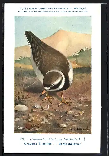 Künstler-AK Hubert Dupond: Musée Royal d'Histoire Naturelle de Belgique, Vogel-Serie: Bontbekplevier