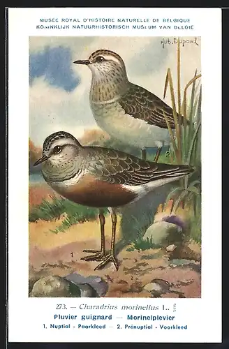 Künstler-AK Hubert Dupond: Vogel der Art Charadrius morinellus, Männchen und Weibchen