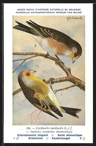 Künstler-AK Hubert Dupond: Vogel der Art Carduelis carduelis x Serinus canarius domesticus, Männchen und Weibchen