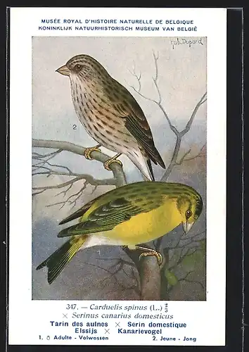 Künstler-AK Hubert Dupond: Elssijs, Kanarievogel, Carduelis spinus, Serinus canarius domesticus