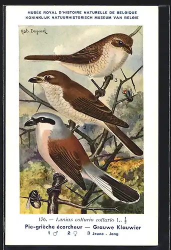 Künstler-AK Hubert Dupond: Neuntöter (Lanius collurio collurio), Männchen und Weibchen