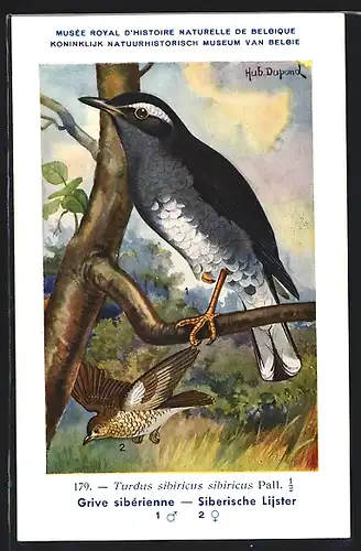 Künstler-AK Hubert Dupond: Musée Royal d'Histoire Naturelle de Belgique, Vogel-Serie: Siberische Lijster