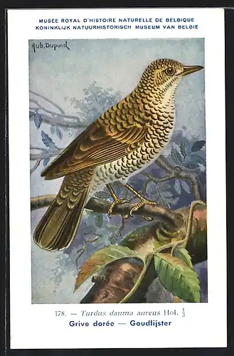 Künstler-AK Hubert Dupond: Bunte Drossel (Turdus dauma aureus), Grive dorée, Goudlijster