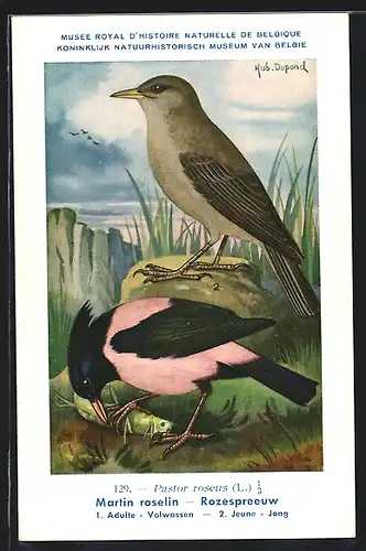 Künstler-AK Hubert Dupond: Martin roselin, Rozespreeuw, Vogel