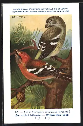 Künstler-AK Bindenkreuzschnabel auf einem Baum