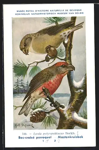Künstler-AK Hubert Dupond: Vogel der Art Loxia pytyopsittacus Borkh.