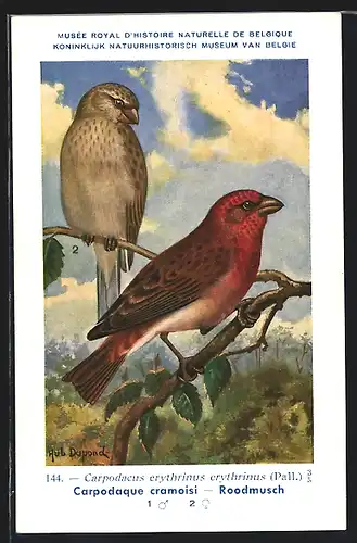 Künstler-AK Hubert Dupond: Carpodaque cramoisi, Roodmusch, Vogel