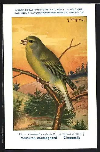 Künstler-AK Hubert Dupond: Venturon montagnard, Citroensijs, Vogel