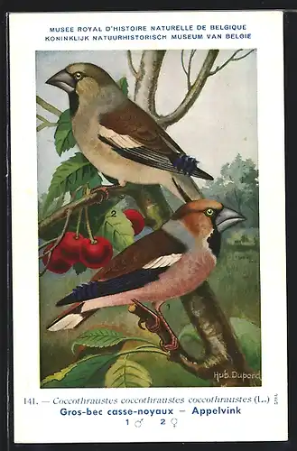 Künstler-AK Hubert Dupond: Musée Royal d'Histoire Naturelle de Belgique, Vogel-Serie: Appelvink
