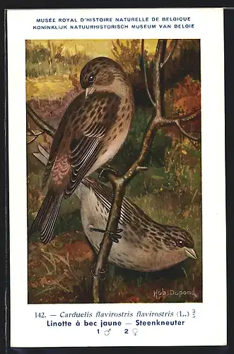 Künstler-AK Hubert Dupond: Carduelis flavirostris flavirostris, Linotte à bec jaune