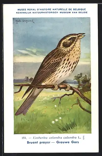 Künstler-AK Hubert Dupond: Bruant proyer, Grauwe Gors, Vogel, Emberiza calandra calandra L.