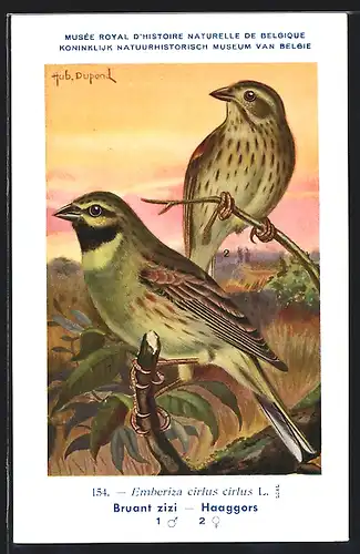 Künstler-AK Hubert Dupond: Musée Royal d'Histoire Naturelle de Belgique, Vogel-Serie: Haaggors