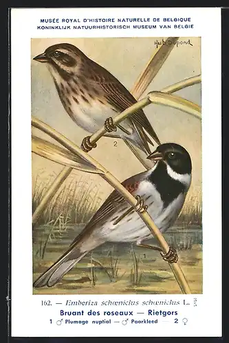 Künstler-AK Hubert Dupond: Rietgors, Emberiza schoeniclus schoeniclus