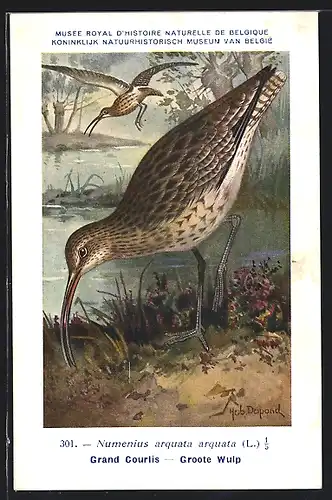 Künstler-AK Hubert Dupond: Musée Royal d'Histoire Naturelle de Belgique, Vogel-Serie: Groote Wulp