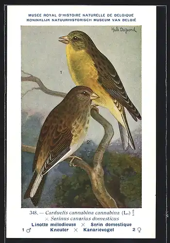 Künstler-AK Hubert Dupond: Kneuter, Kanievogel, Carduelis cannabina cannabina, Serinus canarius domesticus