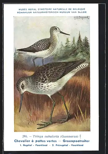 Künstler-AK Hubert Dupond: Vogel der Art Tringa nebularia, Männchen und Weibchen