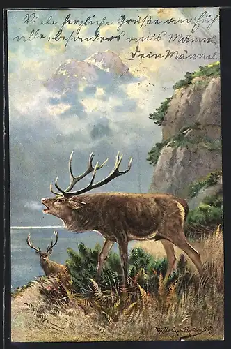 Künstler-AK M.Müller jun.: Röhrender Hirsch am Ufer eines Gebirgssees