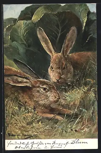 Künstler-AK M. Müller jun.: Hasen im Kohlfeld