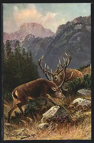 Künstler-AK M. Müller jun.: Hirsche kurz vor dem Duell