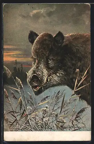 Künstler-AK M. Müller jun.: Wildschweineber